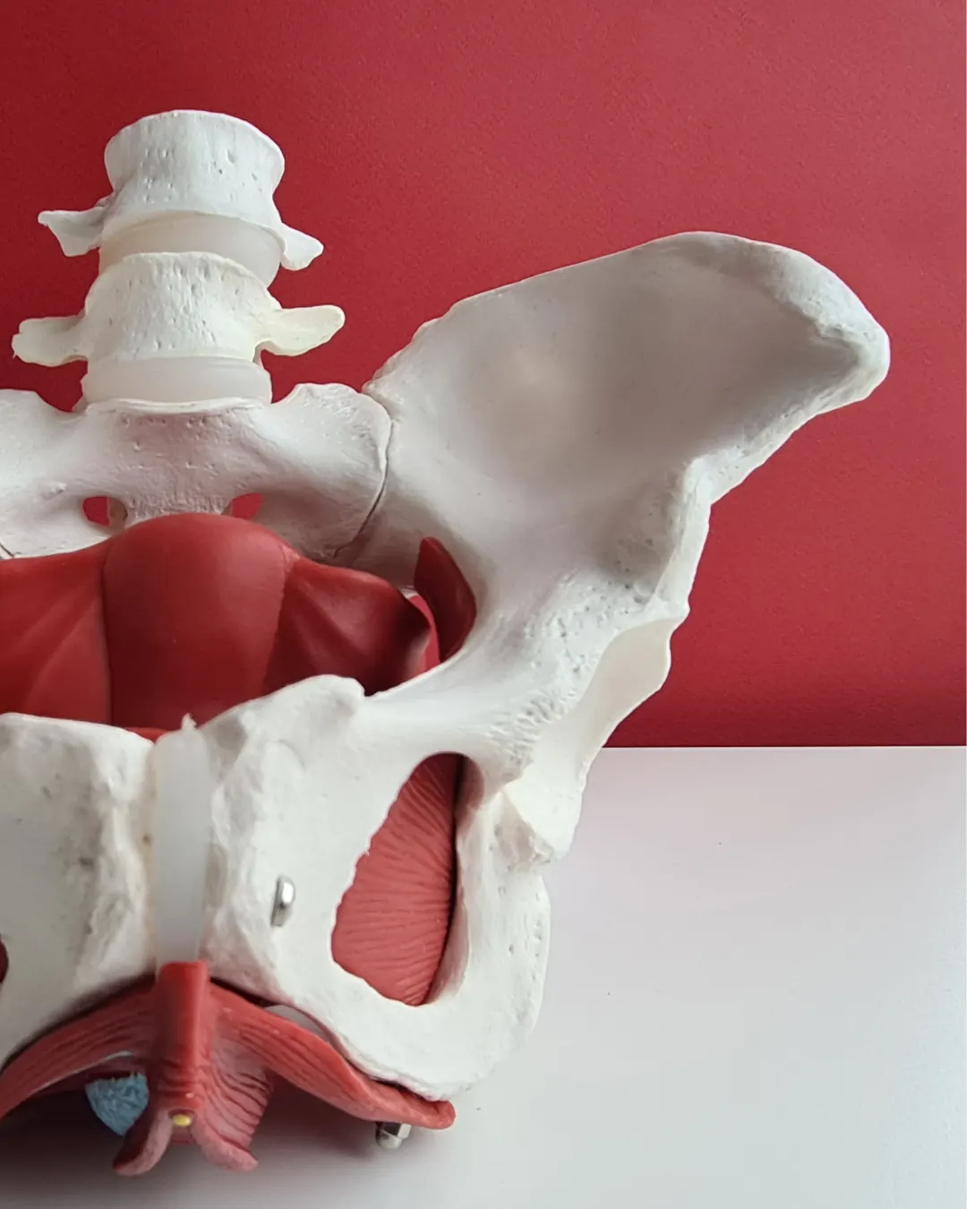 Modello anatomico del bacino usato durante le sedute